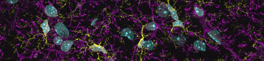 Neuronal Cell Populations
